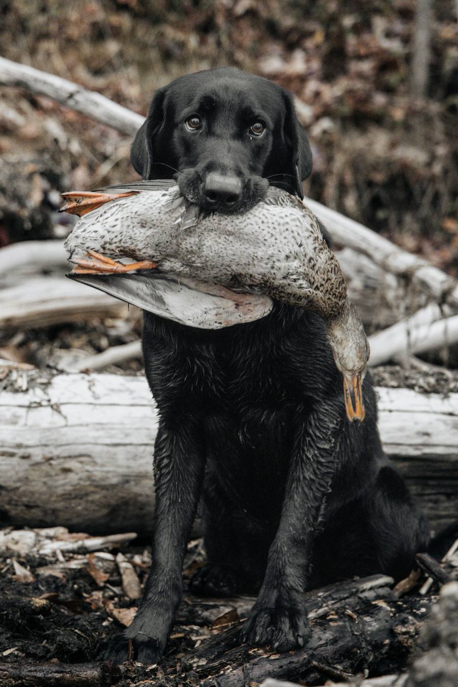 A black Lab sitting on driftwood holding a hen duck